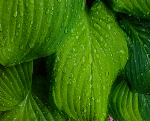 vida verde
